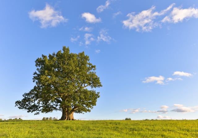 Tamme-Lauri oak is the thickest and oldest tree in Estonia.