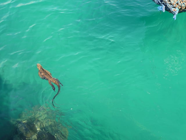 The marine iguana (Amblyrhynchus cristatus) Galápagos Islands Santa Cruz – swimming in Puerto Ayora