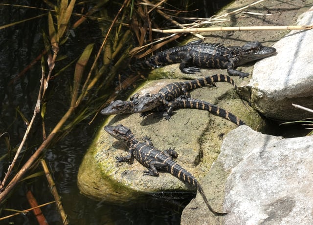 Alligator juveniles