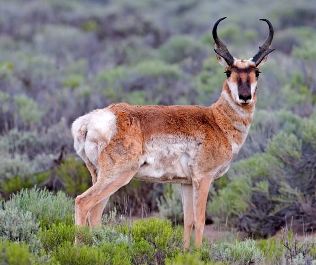 Pronghorn antelope in Fort Rock