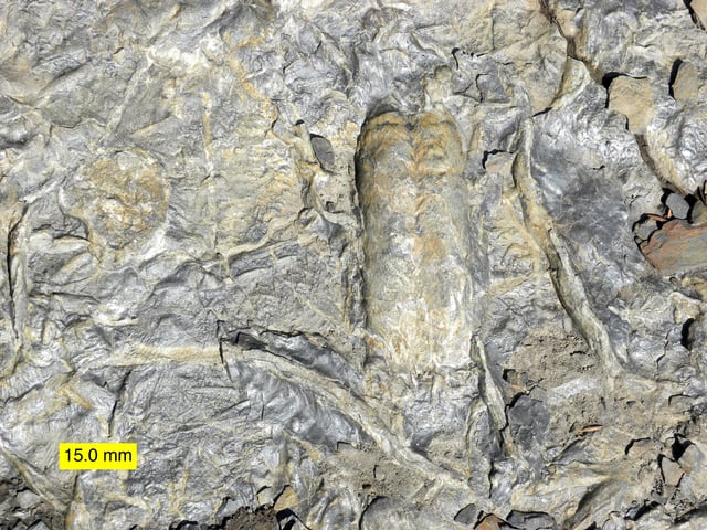 Cambrian trace fossils including Rusophycus, made by a trilobite.