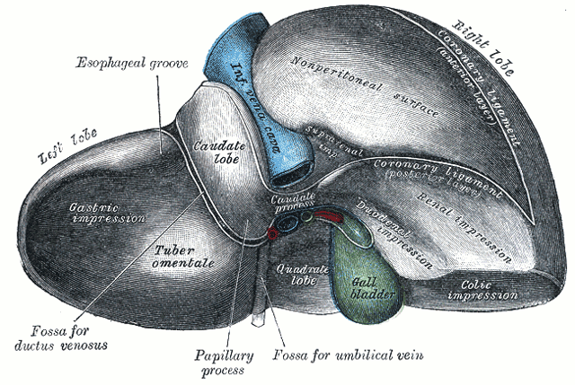 Impressions of the liver