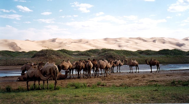 Bactrian camels by sand dunes in Gobi Desert.