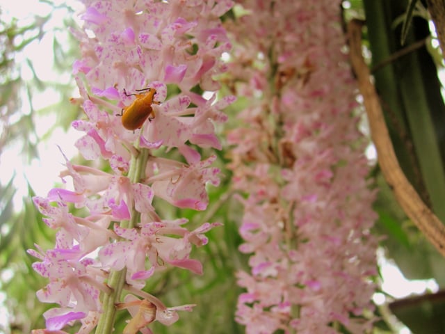 Blooming of Kopou Orchid marks the beginning of the festive season of Bihu in Assam.