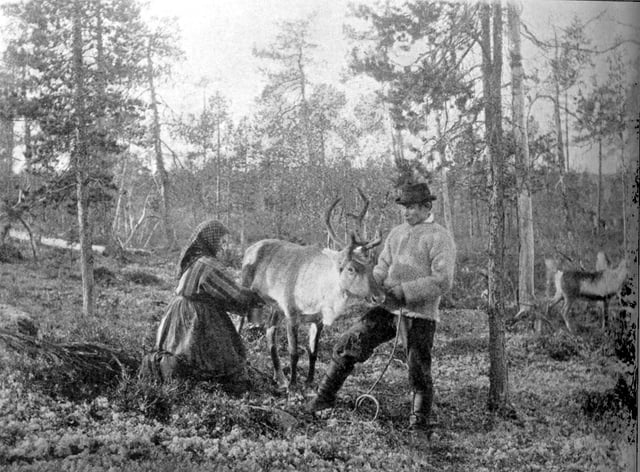 Milking reindeer in the 19th century