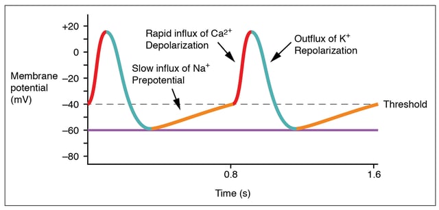 The prepotential is due to a slow influx of sodium ions until the threshold is reached followed by a rapid depolarization and repolarization.