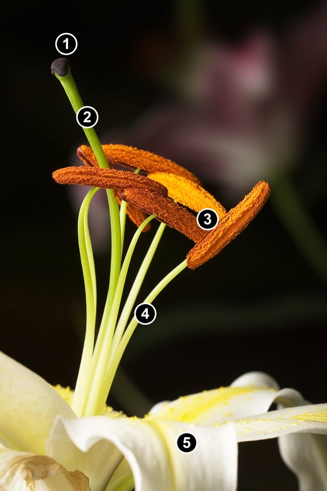 Reproductive parts of Easter Lily (Lilium longiflorum). 1. Stigma, 2. Style, 3. Stamens, 4. Filament, 5. Petal