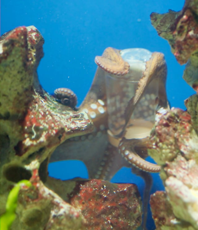 Octopus opening a container by unscrewing its cap