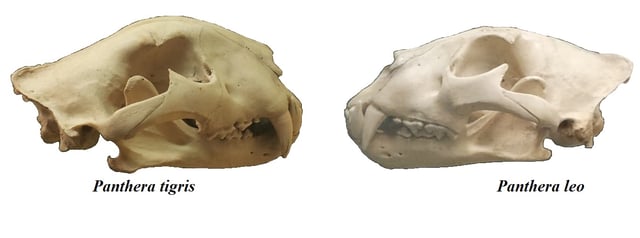 Though the tiger's skull is similar to that of the lion, the lower jaw structure is a reliable indicator of the species