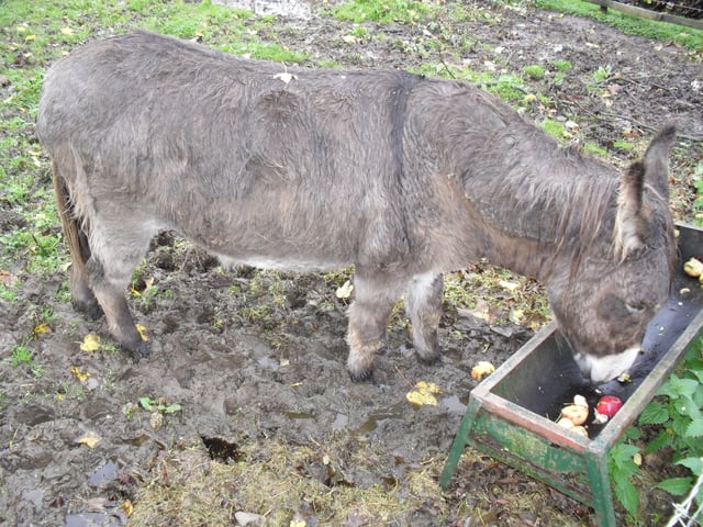 Donkey eating apples from a trough