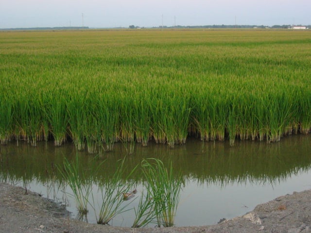 Rice field in Las Marismas, near Isla Mayor