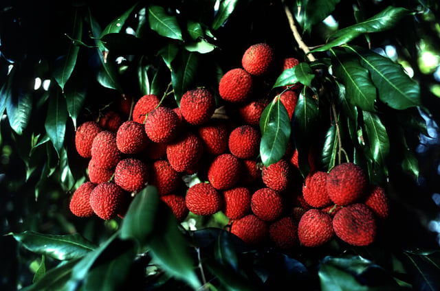Bihar accounts for 71% of India's annual litchi production.