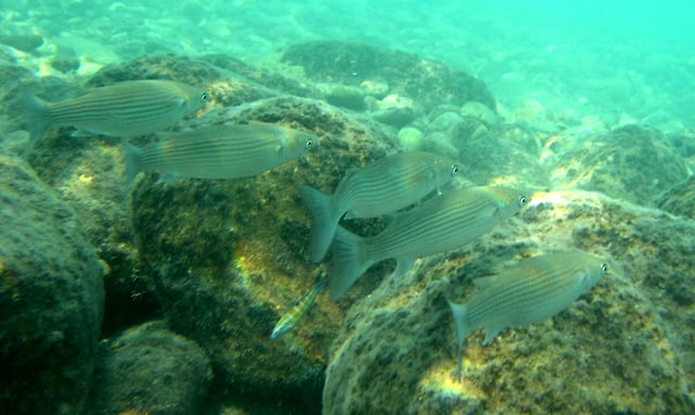 Mullets in the Mediterranean Sea