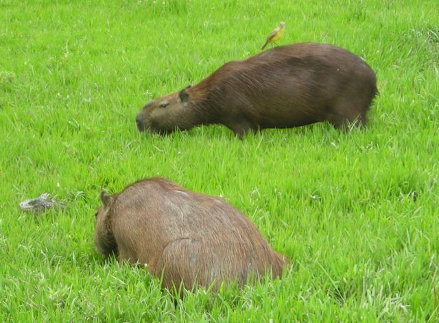 Capybara grazing