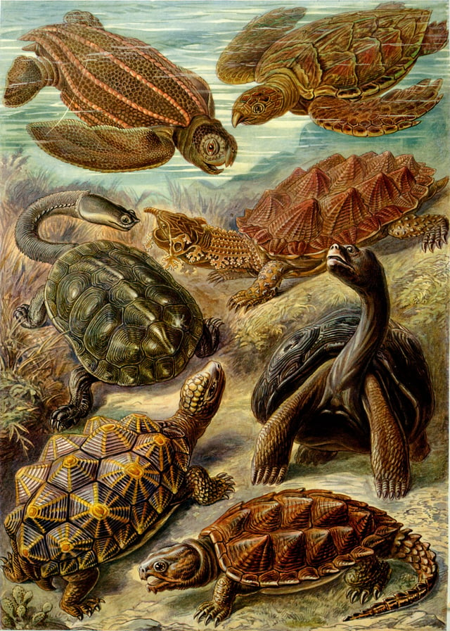 "Chelonia" from Ernst Haeckel's Kunstformen der Natur