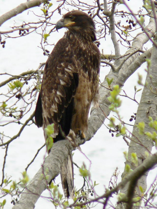 First-year juvenile bald eagle at Anacortes, Washington United States