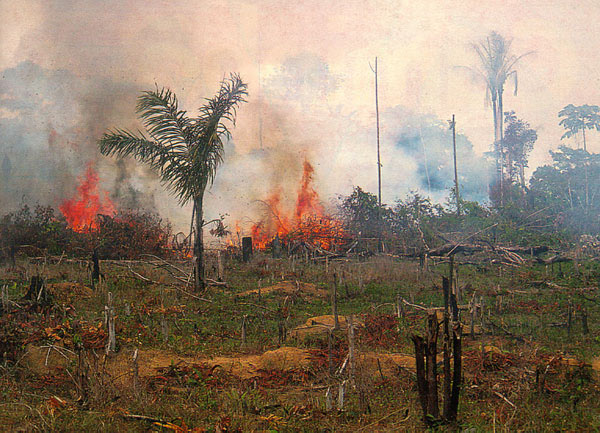 Burning forest in Brazil. The removal of forest to make way for cattle ranching was the leading cause of deforestation in the Brazilian Amazon rainforest from the mid-1960s. Soybeans have become one of the most important contributors to deforestation in the Brazilian Amazon.