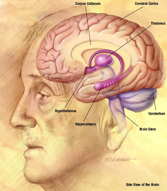 Drawing of the human brain, showing several important structures