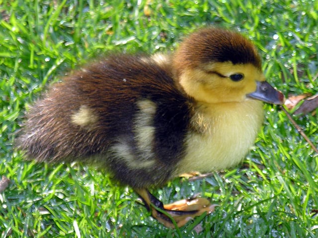 A Muscovy duckling.