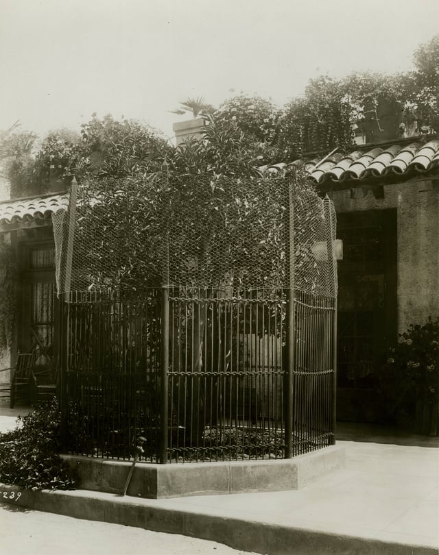 The first navel orange tree in California replanted here by President Theodore Roosevelt, ca. 1910.
