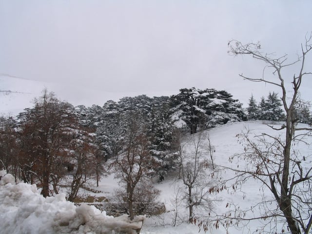A Lebanese Cedar Forest in winter