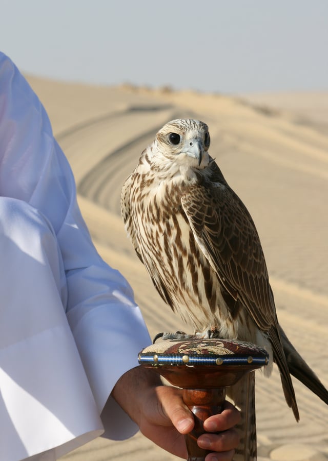 Saker falcon, a typical hierofalcon