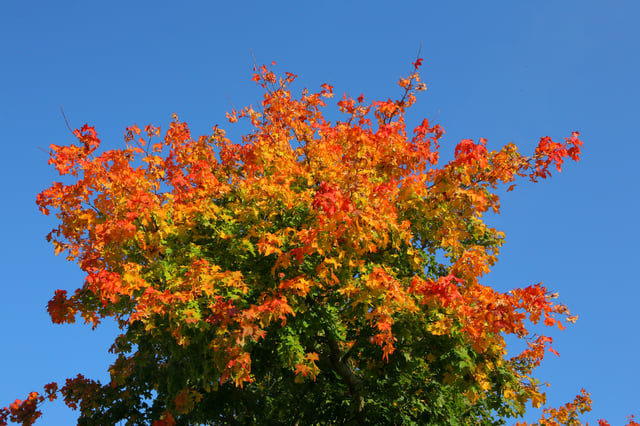 Leaves shifting color in autumn (fall)