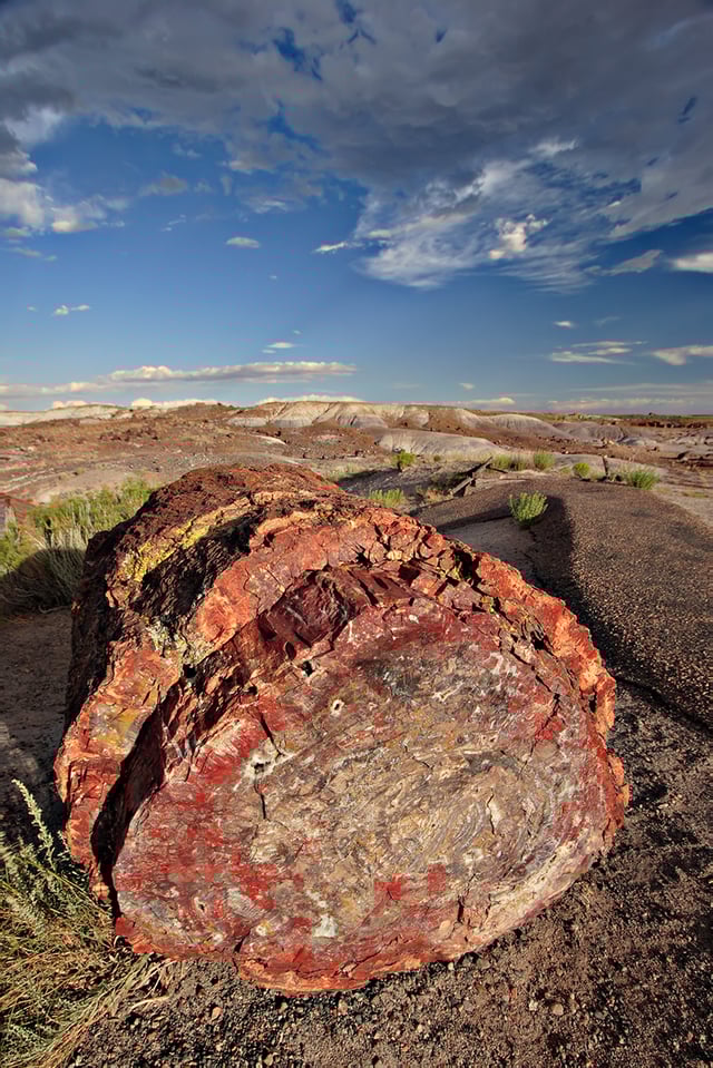 A petrified log in Petrified Forest National Park, Arizona