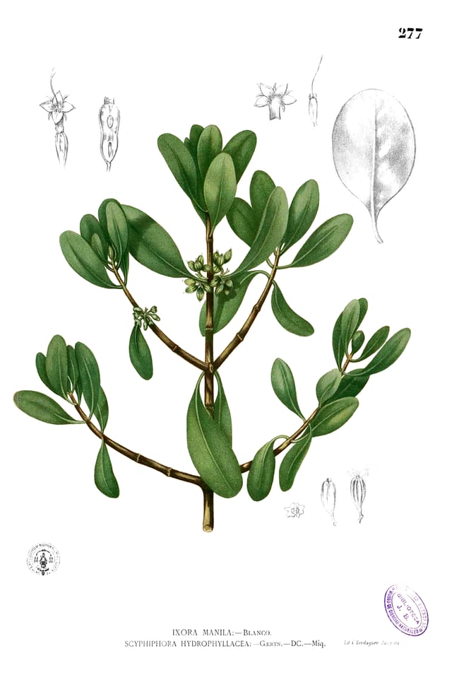 Plate depicting the "nilad" plant (Scyphiphora hydrophylacea), from Augustinian missionary Fray Francisco Manuel Blanco's botanical reference, "Flora de Filipinas"