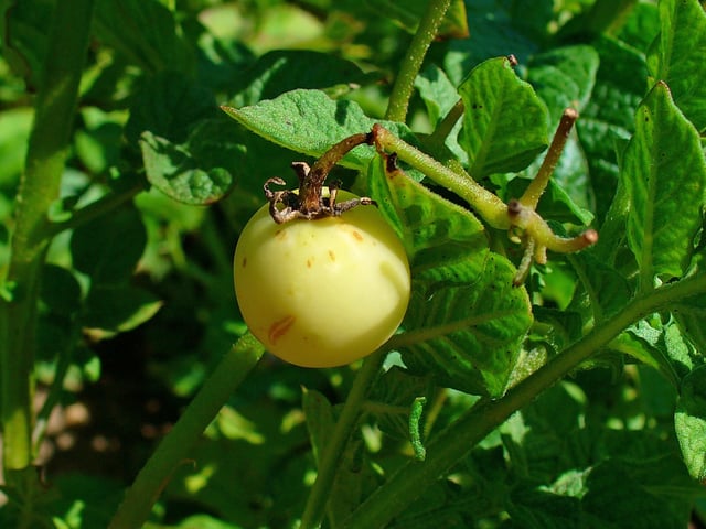 Potato fruit, which is not edible