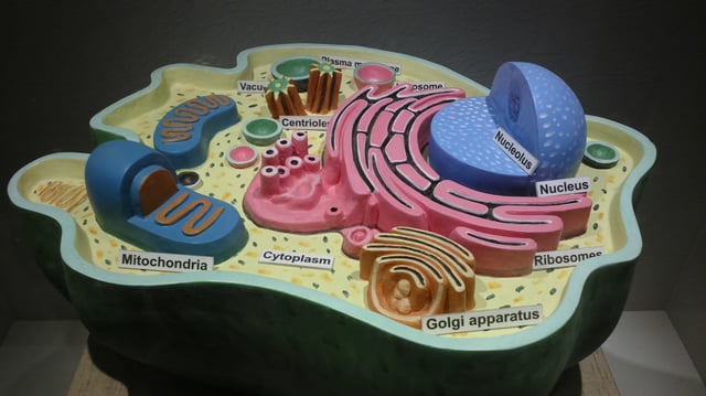 Structure of an animal cell