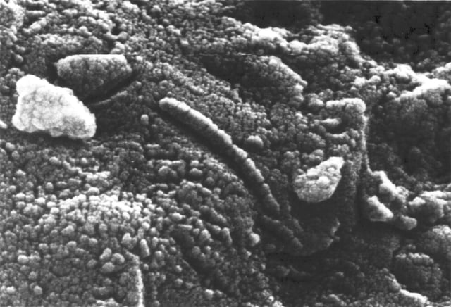 Electron micrograph of Martian meteorite ALH84001 showing structures that some scientists think could be fossilized bacteria-like life forms.