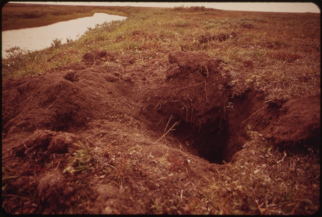 An Arctic ground squirrel burrow that has been excavated by a hunting barren-ground grizzly bear