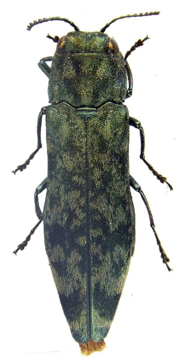 Agrilus pluvius holotype.