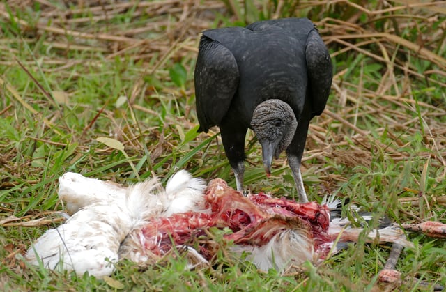 Feeding on a wood stork