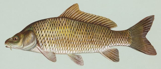 Carp are one of the dominant fishes in aquaculture