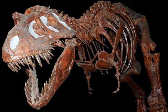 Analyses using engineering techniques show that Tyrannosaurus