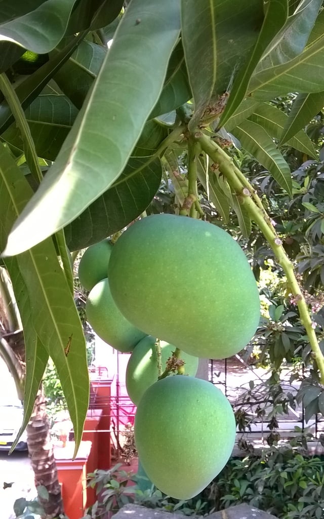 Nature
