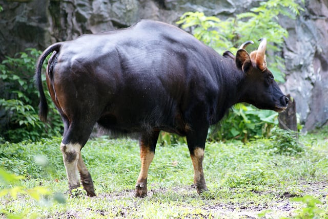 Captive gaur in Malaysia