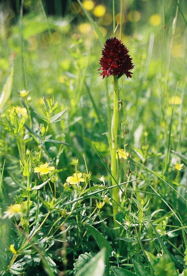 Gymnadenia nigra, known as brunkulla — the brown maiden in Jamtish dialect.