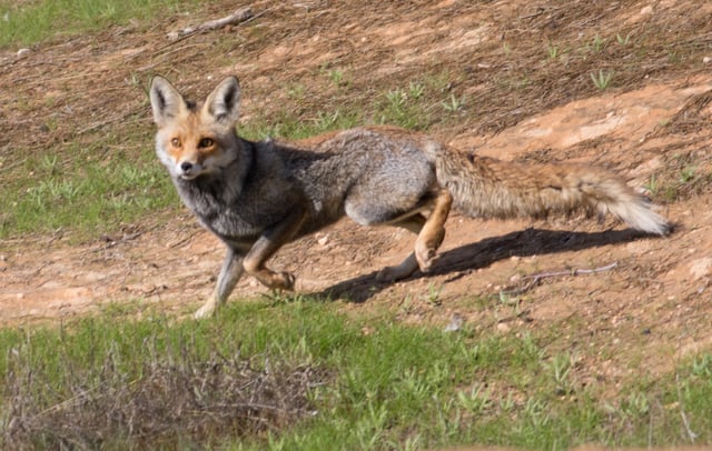 The fox; a widely recurring character in Kurdish tales
