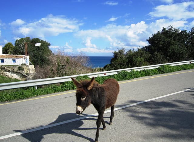 Wild Cyprus donkeys inhabit the mainly remote northern region of the İskele District.