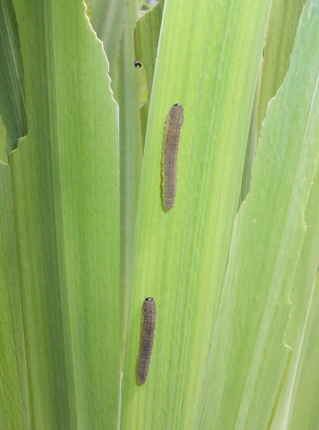 Caterpillar-like larvae of Iris sawfly  on yellow flag, showing damage to host plant