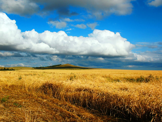 Grain fields near Kokshetau