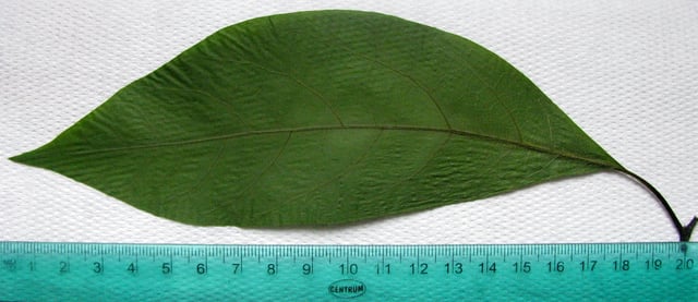 Avocado houseplant leaf with ruler to indicate size