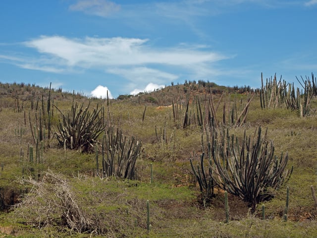 Cacti in Arikok National Park