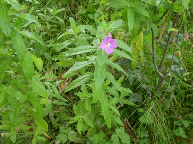 Epilobium parviflorum (small-flowered willowherb)