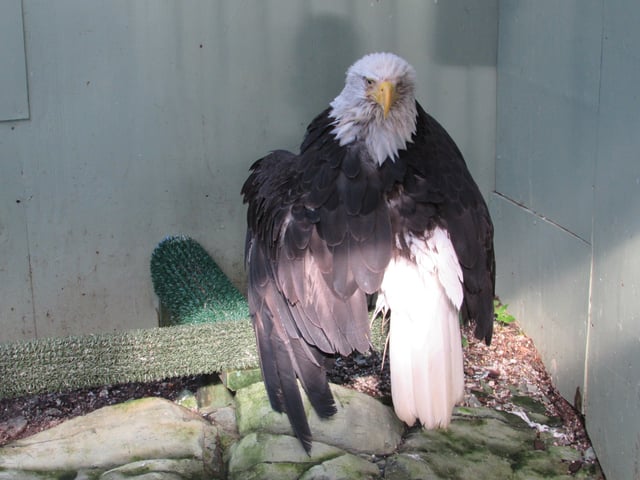 Lady Baltimore, a bald eagle in Alaska who survived a poaching attempt, in her Juneau Raptor Center mew, on August 15, 2015