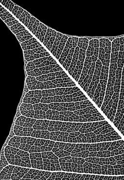 Micrograph of a leaf skeleton