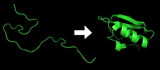 A protein before and after folding. It starts in an unstable random coil state and finishes in its native state conformation.